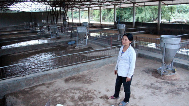 Khánh Hòa: Khóc nghẹn nhìn lũ cuốn hàng trăm con heo - 1