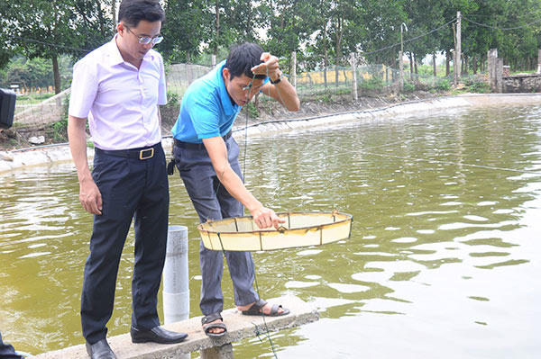 Thu nửa tỷ mỗi năm nhờ &#34;học lỏm&#34; cách nuôi tôm - 2