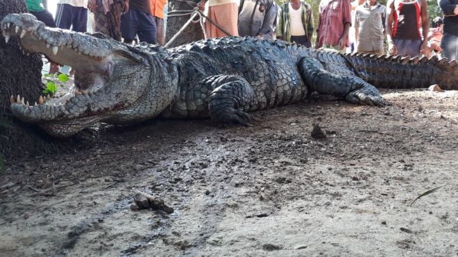 Cá sấu khổng lồ lẻn vào nhà, cả làng Ấn Độ cãi nhau tìm cách xử - 1