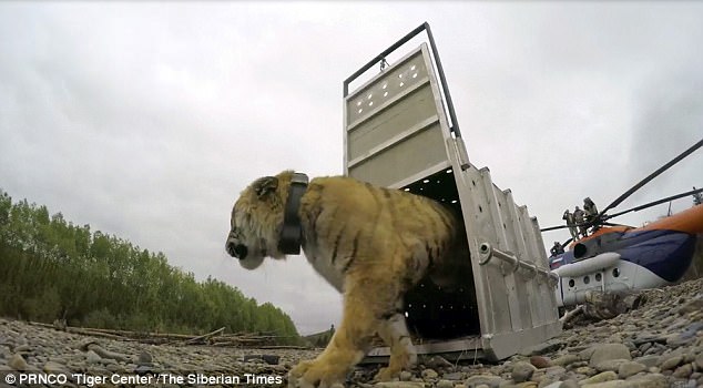 Nga: Hổ quý hiếm lặn lội 600 km về thăm TP, giết 3 gấu ăn dọc đường - 1