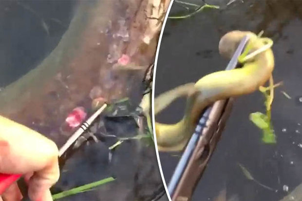 Video: Câu cá được cá to, hoảng hồn moi ra quái vật hút máu - 1