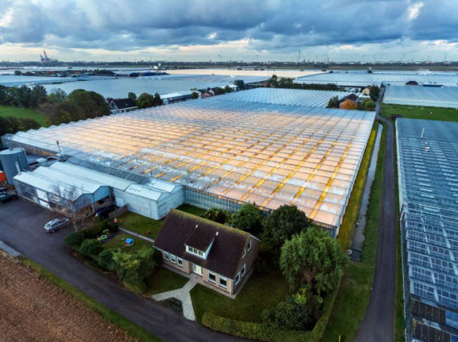 Chiêm ngưỡng các trang trại trong nhà kính "đẹp như tranh" ở Hà Lan - 2