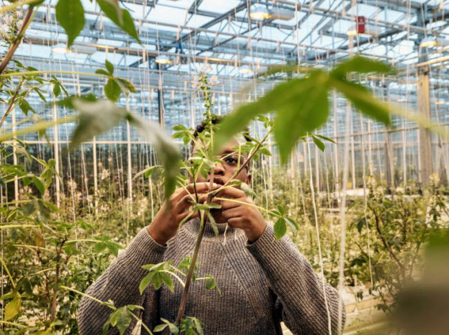 Chiêm ngưỡng các trang trại trong nhà kính "đẹp như tranh" ở Hà Lan - 4