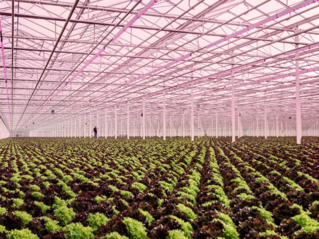 Chiêm ngưỡng các trang trại trong nhà kính "đẹp như tranh" ở Hà Lan - 5