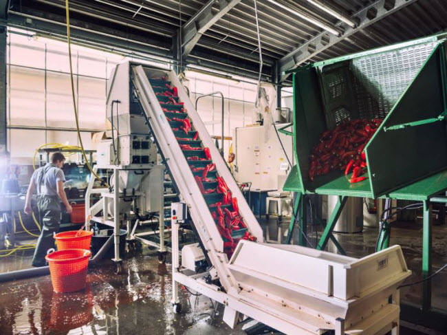 Chiêm ngưỡng các trang trại trong nhà kính "đẹp như tranh" ở Hà Lan - 7