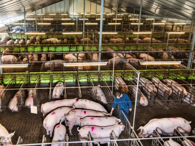 Chiêm ngưỡng các trang trại trong nhà kính "đẹp như tranh" ở Hà Lan - 11