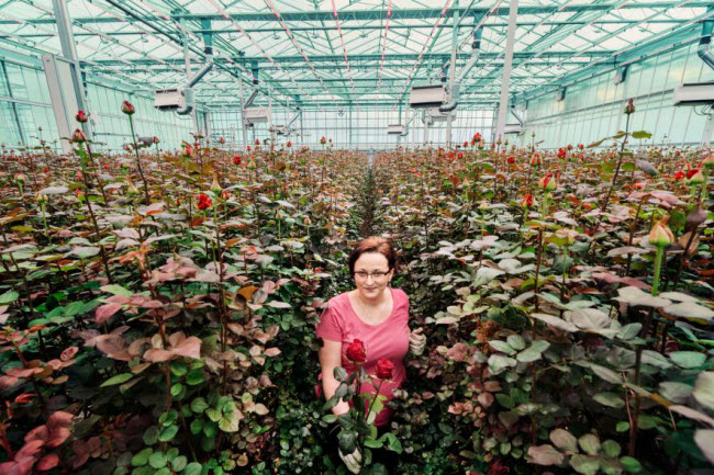 Chiêm ngưỡng các trang trại trong nhà kính "đẹp như tranh" ở Hà Lan - 12