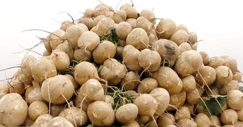 Lợi ích sức khỏe của cây củ đậu - 2