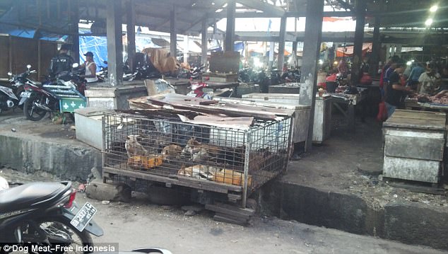 Rợn người cảnh chặt đầu trong lò mổ chó ở Indonesia - 4