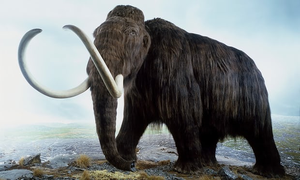 Vì sao hóa thạch voi ma mút đực tồn tại đến ngày nay, cái thì không? - 1