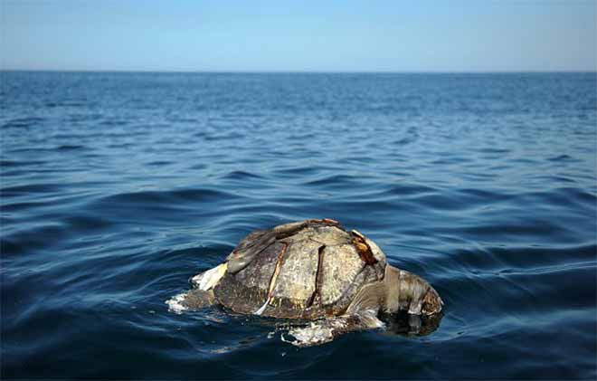 400 rùa biển chết nổi bí ẩn ngoài khơi El Salvador - 1