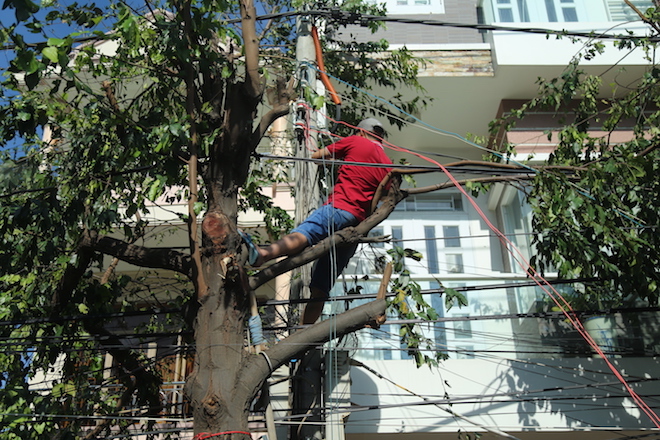 Ảnh: Người Nha Trang trèo cây, leo trụ điện dọn dẹp hậu quả bão Damrey - 2