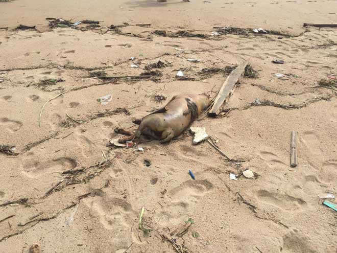 Sau bão càn quét, bãi biển Nha Trang thành “núi rác” - 5