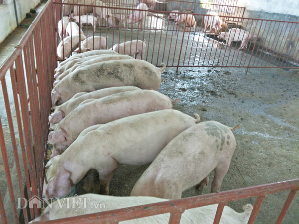 Dự báo đến Tết Nguyên đán, giá lợn sẽ lên 40.000 đ/kg? - 2