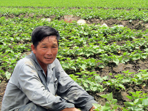 Làm giàu ở nông thôn: Chỉ trồng 60 công khoai mà lãi 1,2 tỷ đồng - 2