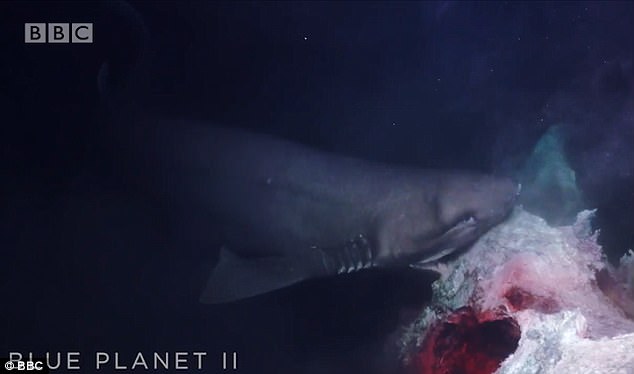 Cá mập đâm nứt kính tàu ngầm vì tưởng kẻ tranh ăn - 1