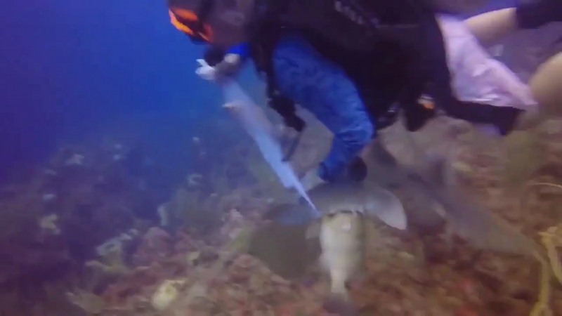 Thợ lặn vật lộn với cá mập 4 mét muốn cướp túi cá - 1