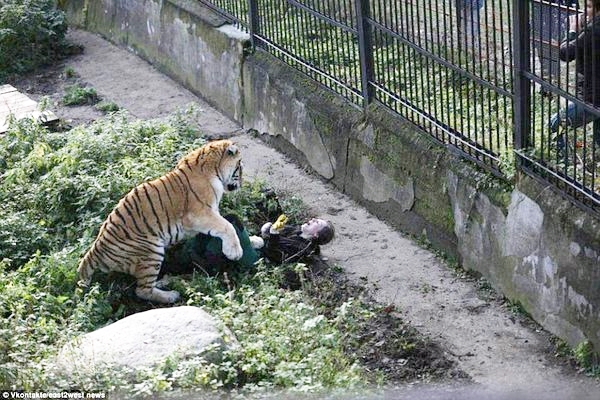 Cô gái chăm sóc hổ ở Nga bị hổ dữ tấn công, cắn xé - 1