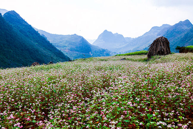 Chỉ khi đến Hà Giang, du khách mới thực sự cảm thấy mãn nguyện khi được ngắm hoa tam giác mạch mọc chen lẫn giữa núi đá chênh vênh.