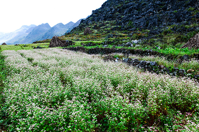 Sắc trắng của hoa như tô điểm thêm một gam màu tươi sáng cho vùng núi đá quanh năm toát lên sắc xanh nhạt lạnh lẽo.