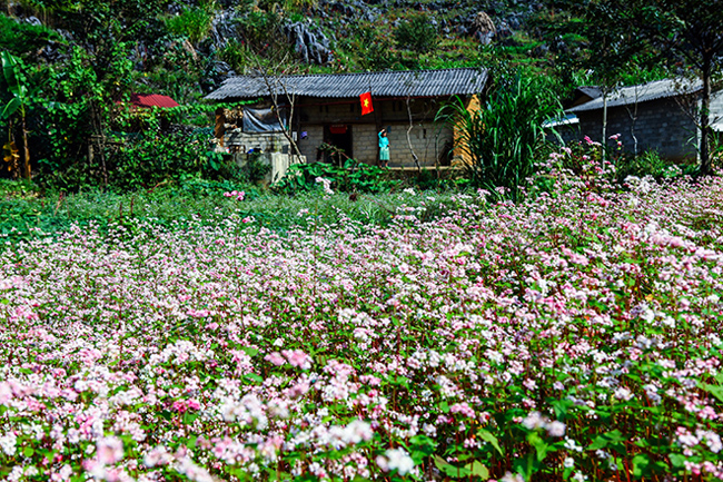 Thung lũng Sủng Là được xem là địa điểm ngắm hoa tam giác mạch đẹp nhất ở Hà Giang. Những cánh đồng hoa rộng lớn, phơn phớt tím hồng như dệt nên một thảm hoa tuyệt đẹp.