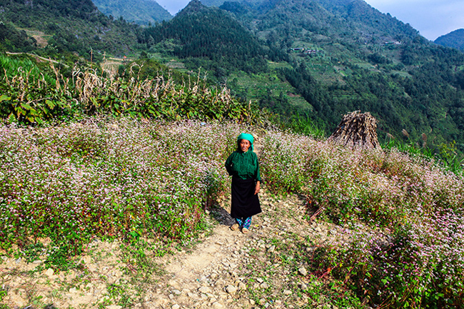 Người dân ở đây trồng hoa tam giác mạch trên đồi cao, xen lẫn với sắc xanh đồi núi sừng sững giữa đất trời.