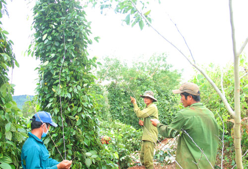 Mỗi ha tiêu mất 1 tỷ đồng sau bão số 12: Chưa hết bàng hoàng - 2
