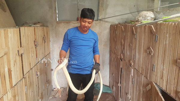 Rắn long thừa bạch tạng cực hiếm, trả 100 triệu chủ vẫn chưa gật - 1