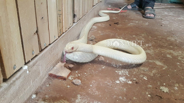 Rắn long thừa bạch tạng cực hiếm, trả 100 triệu chủ vẫn chưa gật - 2