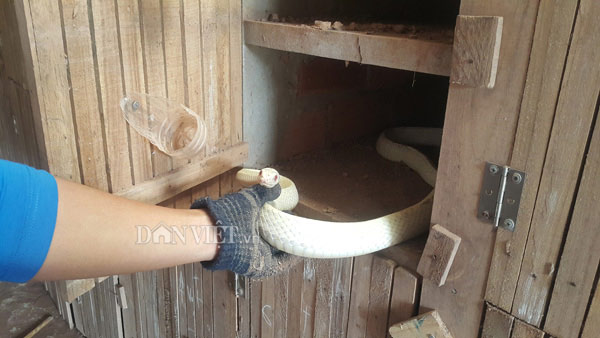 Rắn long thừa bạch tạng cực hiếm, trả 100 triệu chủ vẫn chưa gật - 3