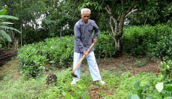 Thật khó tin: Thoát tiểu đêm sau 1 tháng nhờ dùng thứ cây này - 3