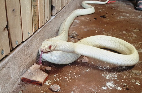 Strange red-eyed albino snake, the owner was paid 150 million but still did not sell - 2