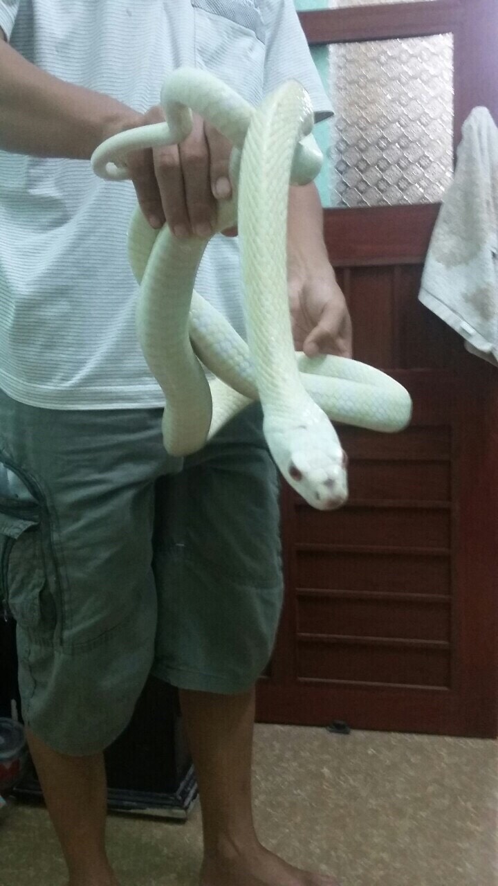 Strange red-eyed albino snake, the owner was paid 150 million but still did not sell - 3