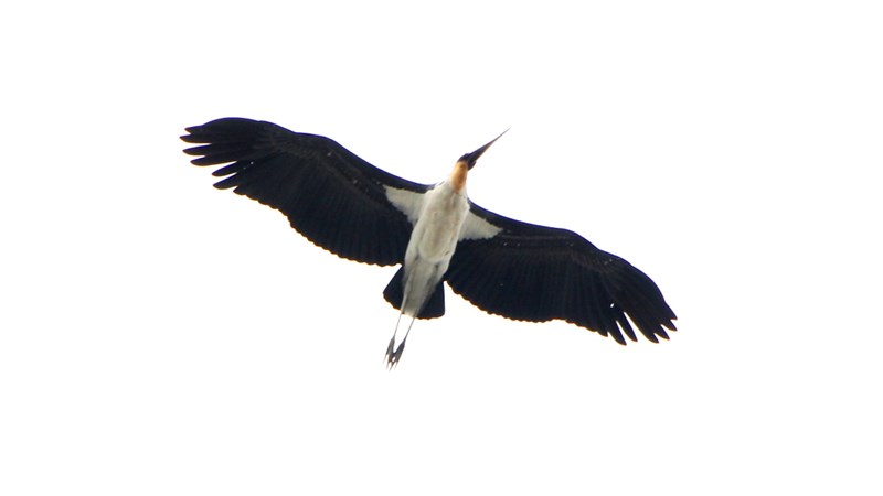 TP.HCM: Bất ngờ xuất hiện 3 con chim lớn quý hiếm ngay trung tâm thành phố - 2