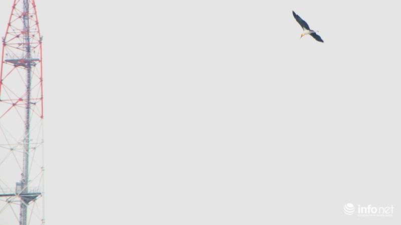 TP.HCM: Bất ngờ xuất hiện 3 con chim lớn quý hiếm ngay trung tâm thành phố - 3