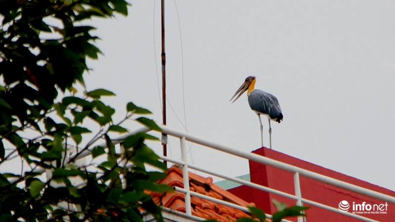 TP.HCM: Bất ngờ xuất hiện 3 con chim lớn quý hiếm ngay trung tâm thành phố - 8