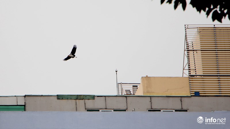 TP.HCM: Bất ngờ xuất hiện 3 con chim lớn quý hiếm ngay trung tâm thành phố - 4