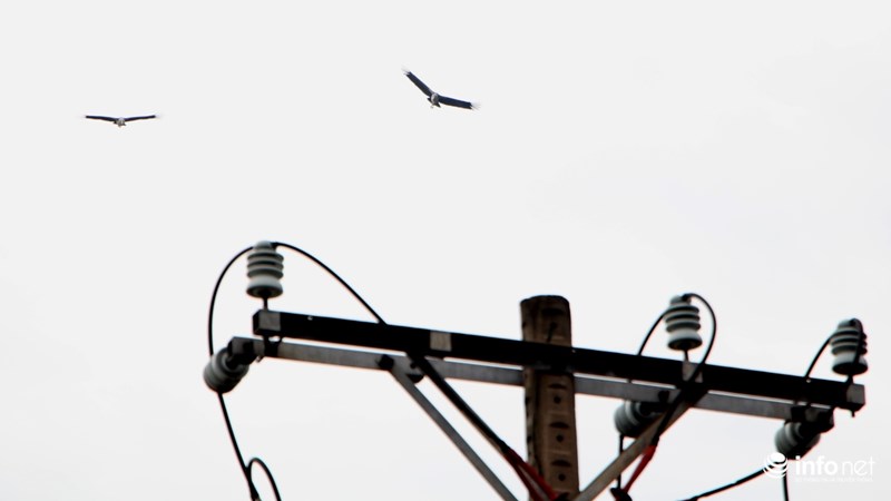 TP.HCM: Bất ngờ xuất hiện 3 con chim lớn quý hiếm ngay trung tâm thành phố - 5