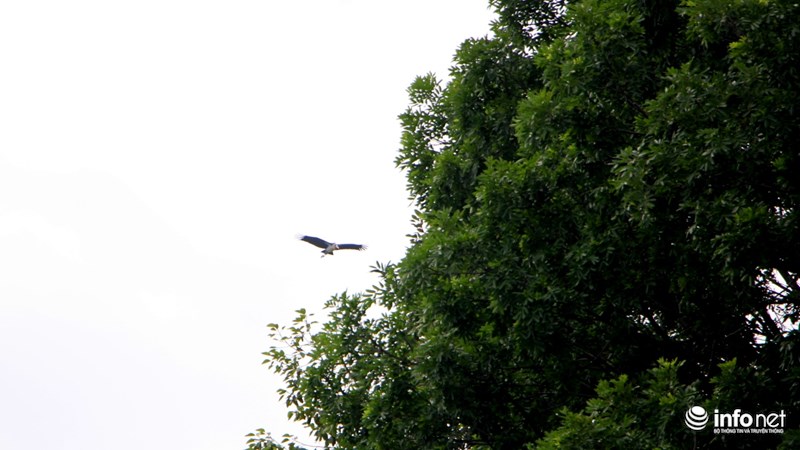 TP.HCM: Bất ngờ xuất hiện 3 con chim lớn quý hiếm ngay trung tâm thành phố - 7