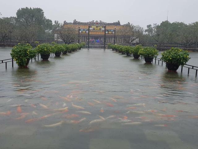 Chuyện hiếm: Đàn cá ”vua” bơi tung tăng trên cầu ở Đại Nội Huế