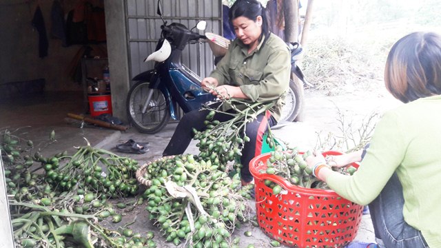 Giá cau tăng gấp đôi vì thương lái mua cau non bán sang Trung Quốc - 1