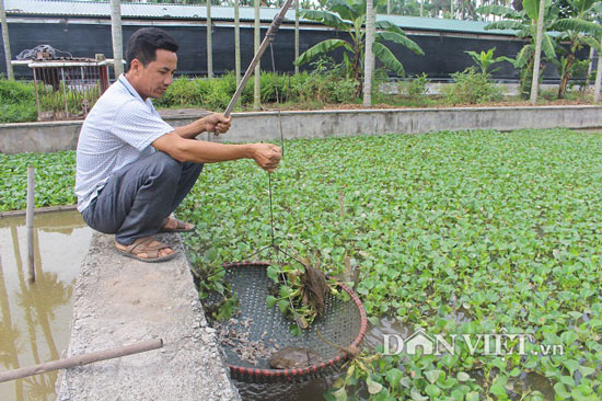 &#34;Đãi&#34; 3.000 con ba ba gai bằng 1 tấn cá mè, mới bán 1/10 thu 400 triệu - 2