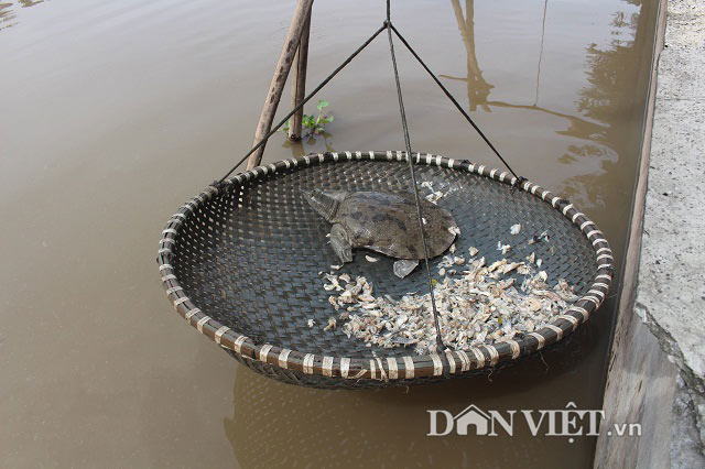 &#34;Đãi&#34; 3.000 con ba ba gai bằng 1 tấn cá mè, mới bán 1/10 thu 400 triệu - 4