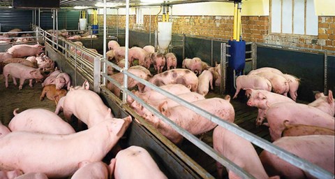 Mất lãi 100.000 tỷ đồng, gửi đơn kêu cứu lên Chủ tịch Quốc hội, Thủ tướng - 1