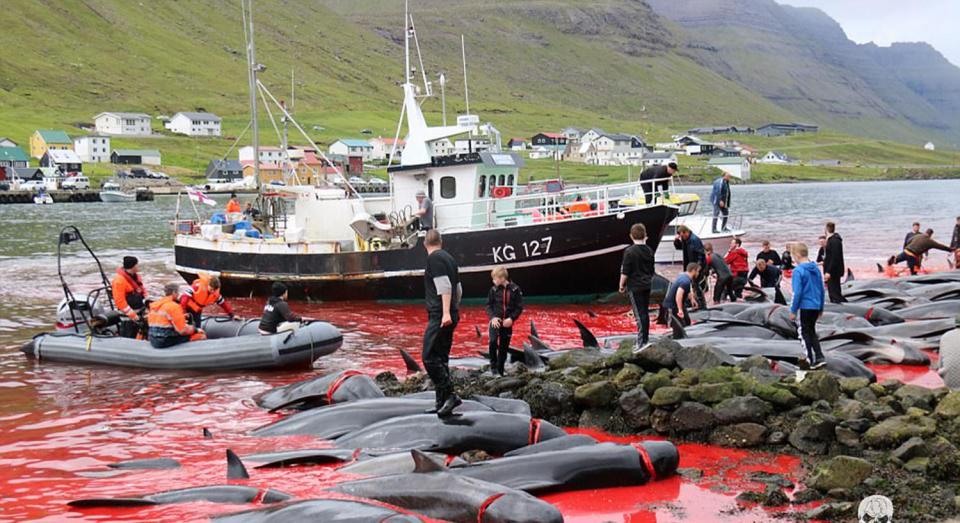Công bố ảnh sốc chụp thảm sát cá voi đẫm máu ở Đan Mạch - 1