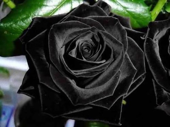 Loài hoa hồng đen kỳ lạ chỉ mọc ở một nơi duy nhất trên thế giới - 1