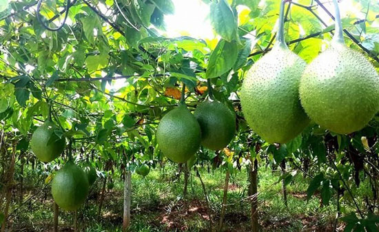 Trên "treo" gấc, dưới trồng đinh lăng, lãi 120 triệu/năm - 3