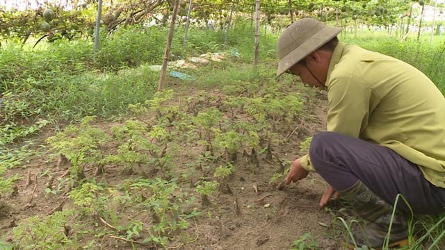 Trên "treo" gấc, dưới trồng đinh lăng, lãi 120 triệu/năm - 4