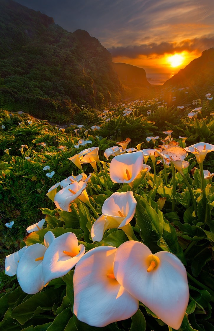 "Đứng hình" trước những thung lũng hoa quyến rũ nhất hành tinh - 4