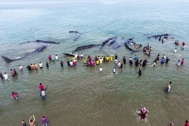 Hành động của dân Indonesia khi thấy 10 cá voi khổng lồ dạt bờ - 1